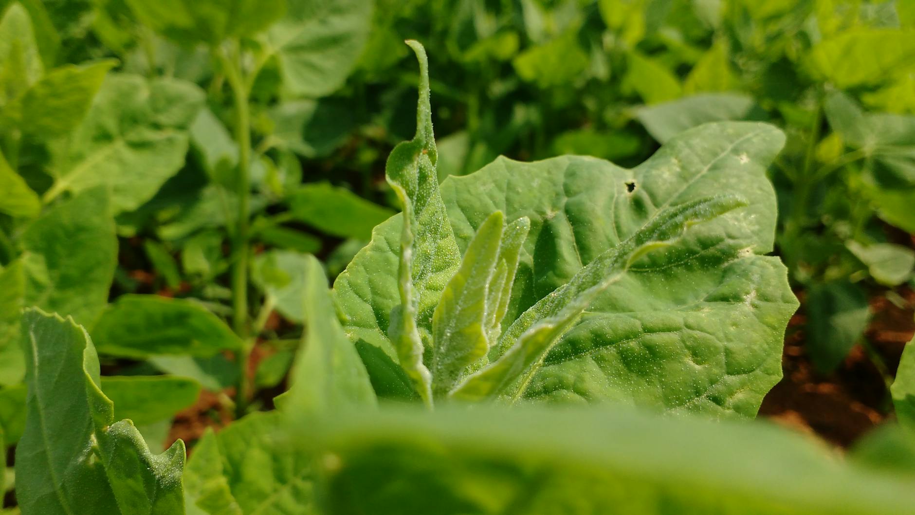Skripts plaukstas tetovējums ar mīļotā vārdu