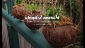 DIY Coconut Revolution 50+ radoši šķirnes, pārveidot kokosriekstus 6 DIY Coconut Revolution: Atbrīvojiet savu radošumu tropu veidošanā