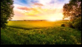 Saullēkta mierīgums: rīta gaisma dabiskā vidē